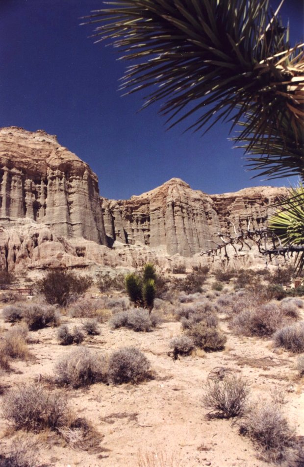 Mojave Desert, photo by Michael Gibson